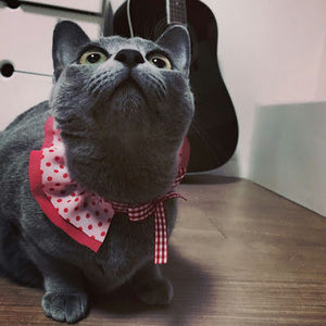 Meet your Posher, Misa